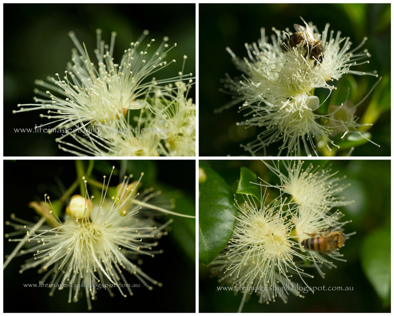 Life Images by Jill How to make Lilly Pilly Jam a delicious