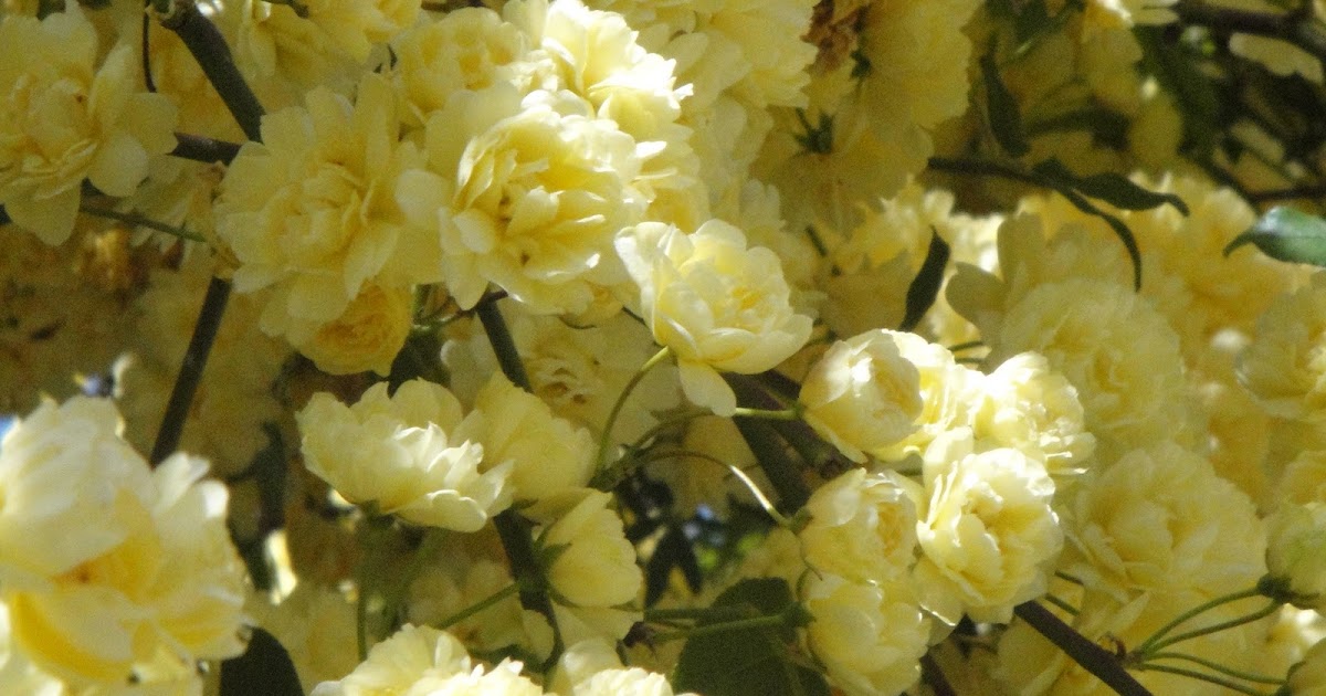 How to Propagate Lady Bank Rose Yellow