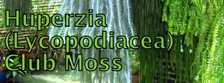 Huperzia (Lycopodiaceae) club moss