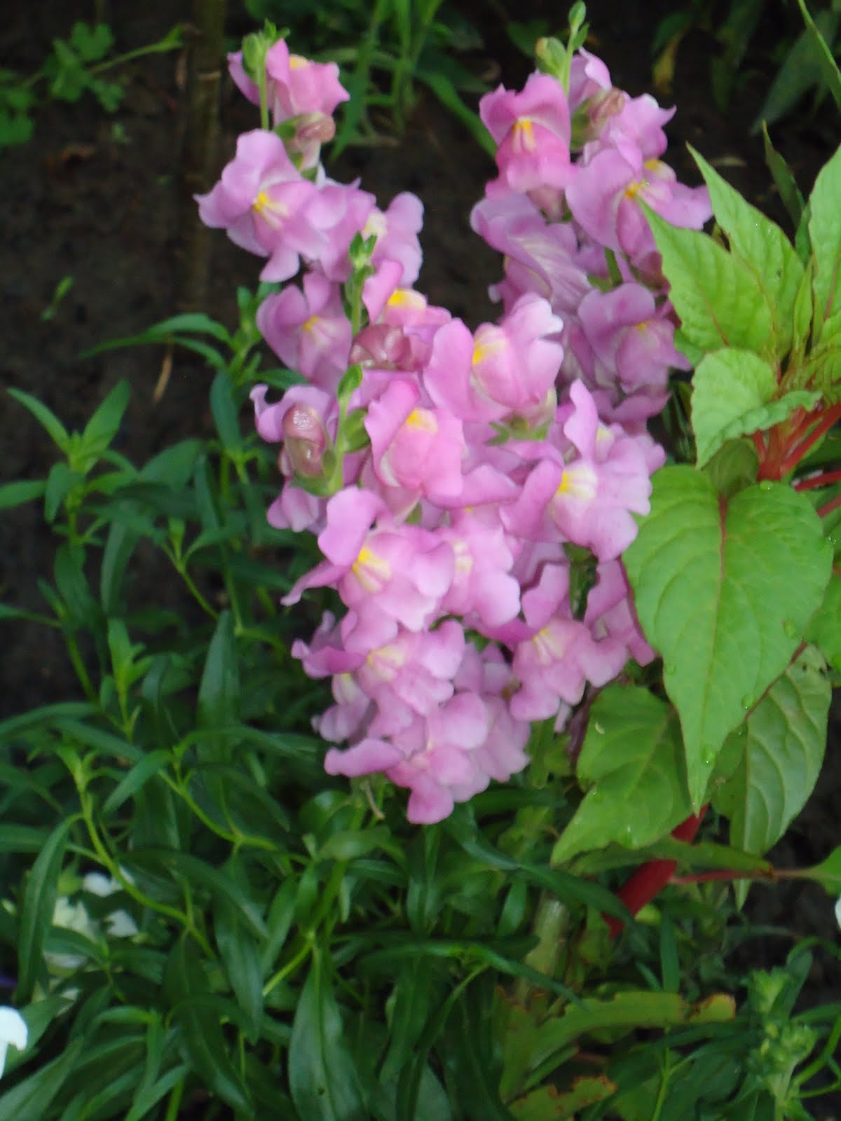 Калейдоскоп: Цветок для героя. Львиный зев