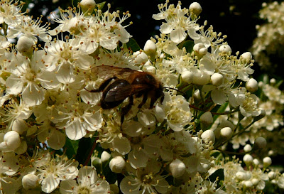 Elizabeth Baines: Work\/pleasure
