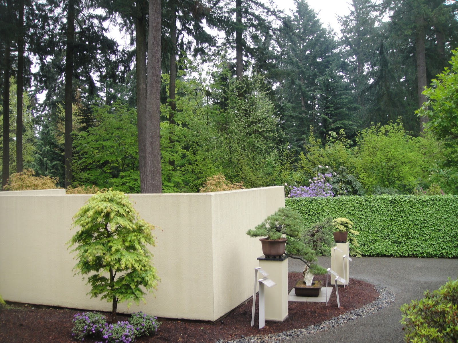 GardenEnvy Bonsai In Seattle Small Trees, Big Impact