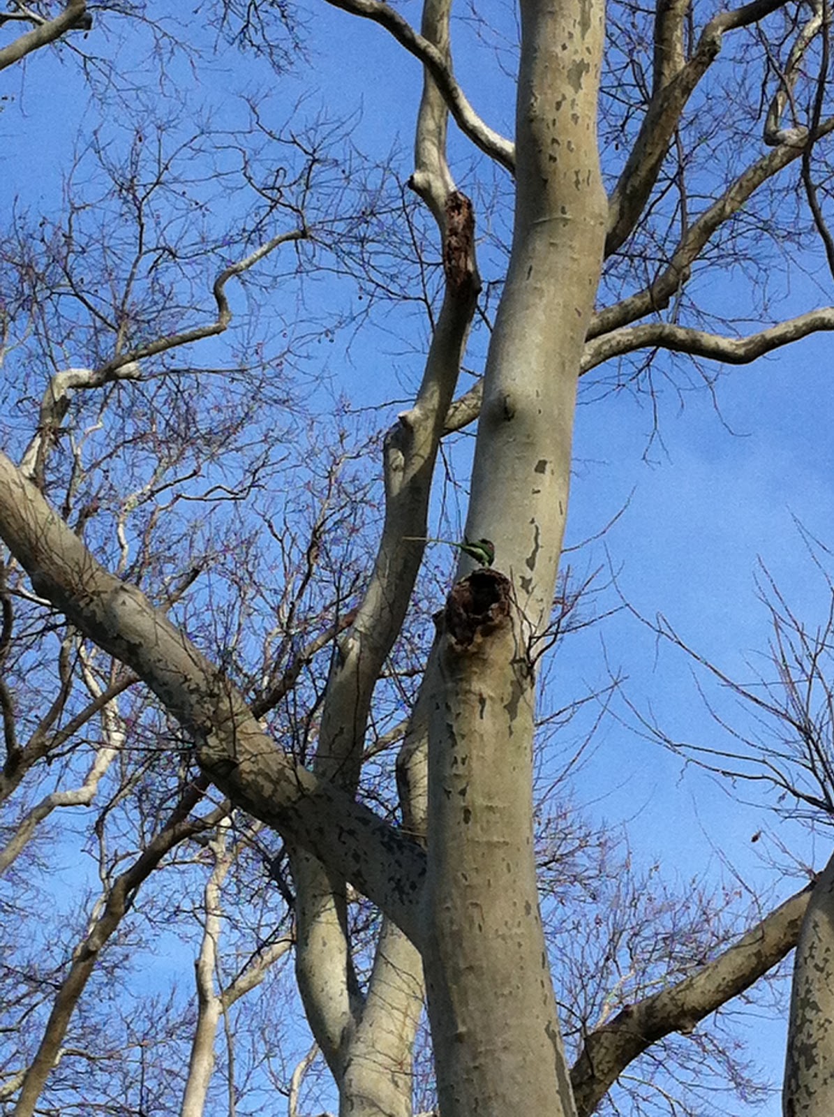 Çilek Seven Papağan Bugün Ne Yaptım 3 (Gülhane Gezisi)
