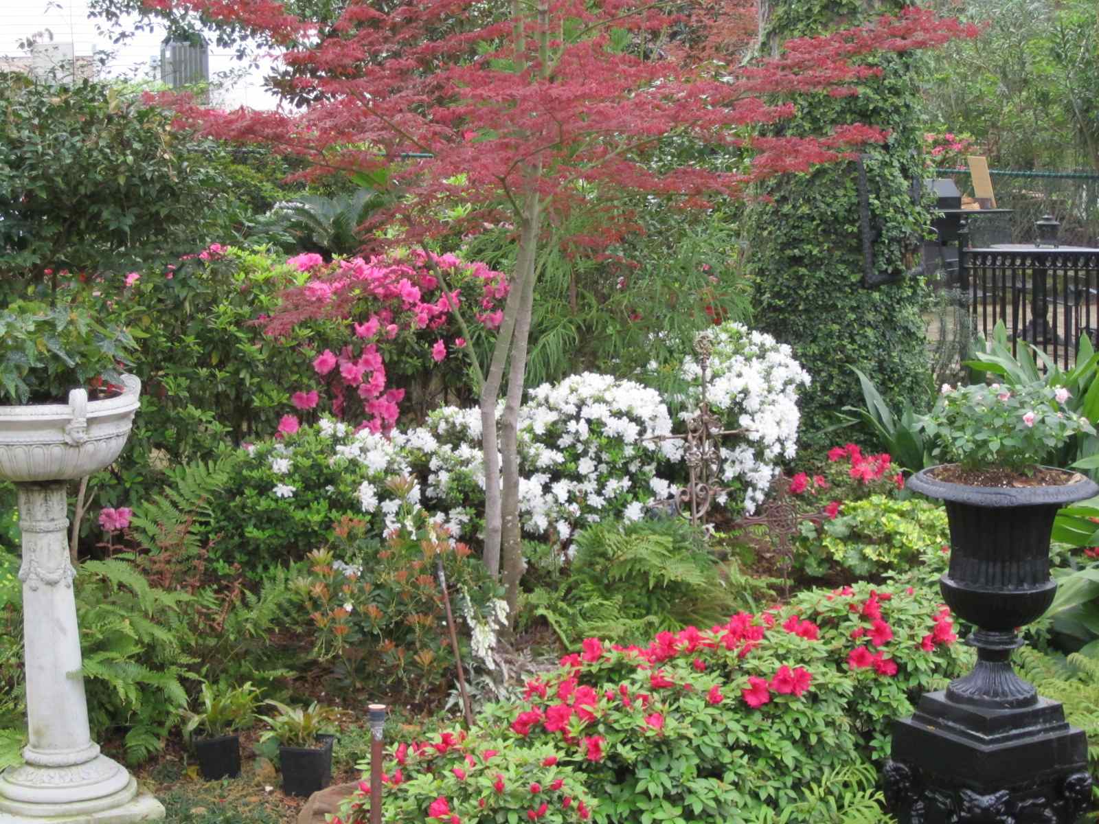 Companion Plants For Encore Azaleas