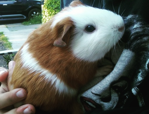 skinny pigs near me for sale