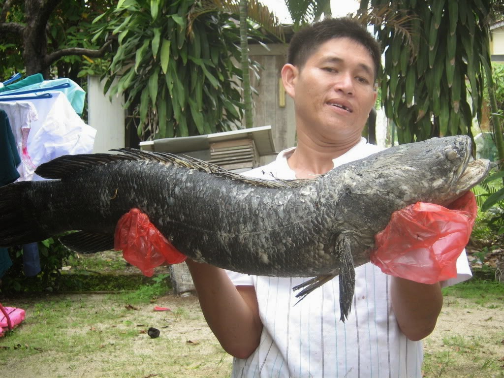 gambar ikan nila terbesar di dunia jpg (1024x768)