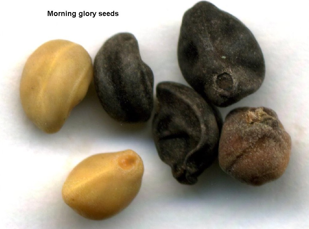 HOW TO GROW THE MORNING GLORY FROM SEED The Garden of Eaden