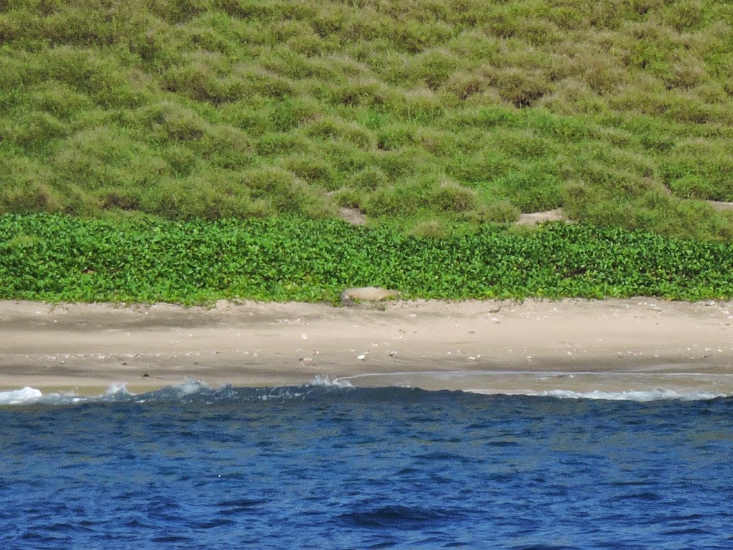 2/3/2015 DB's Dailies Kea,Kaiwi,Kainoa