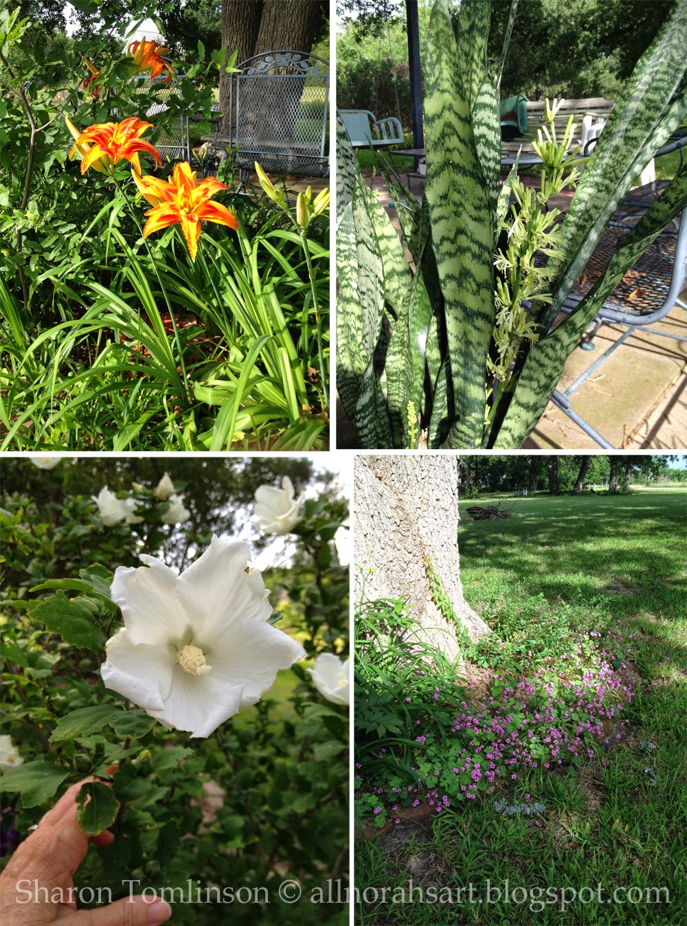 Blooms by Sharon Tomlinson