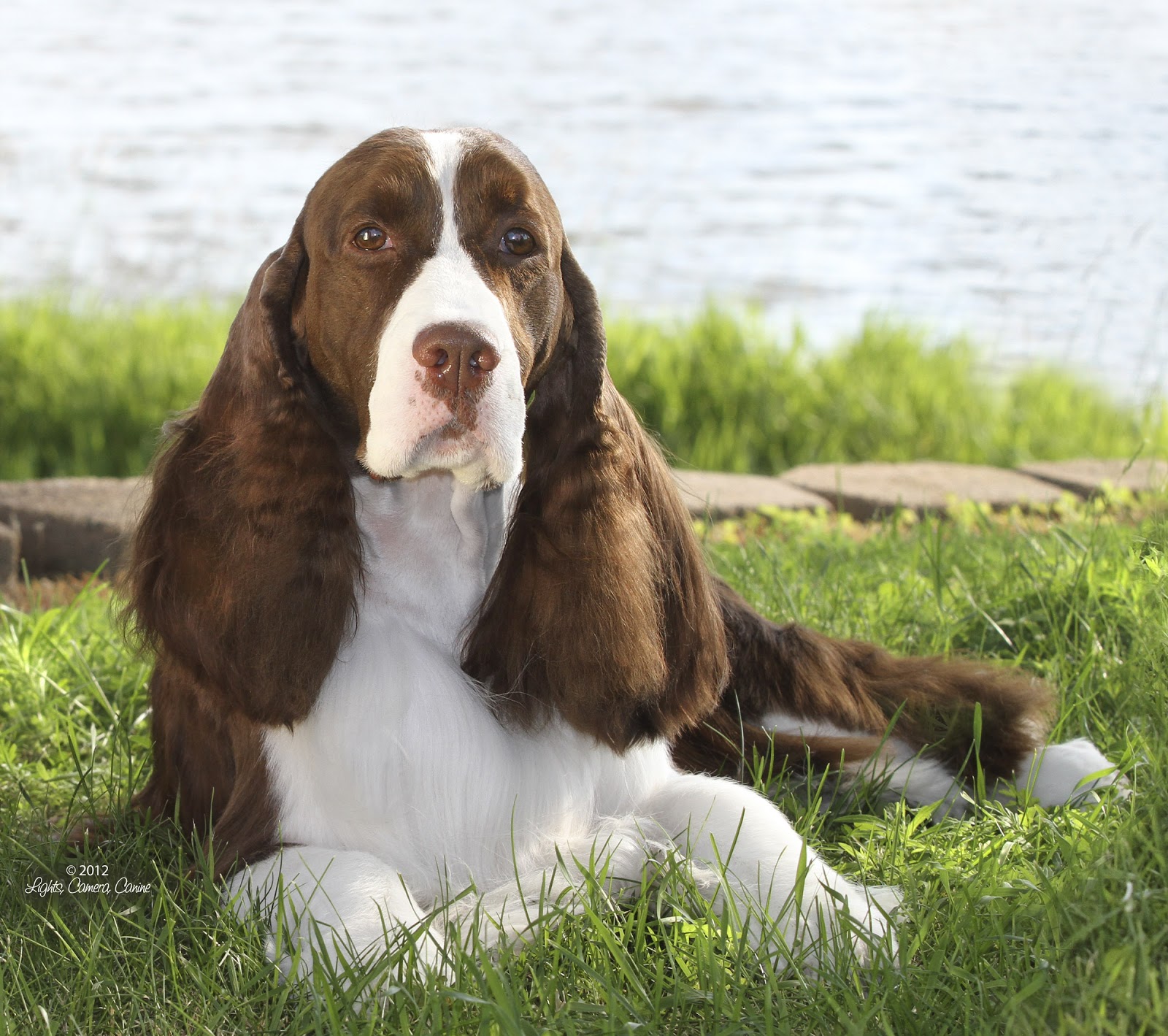 DOG SHOW POOP MEDINA KENNEL CLUB