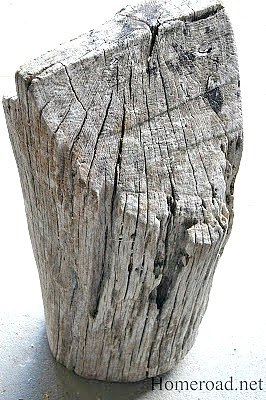 driftwood stump