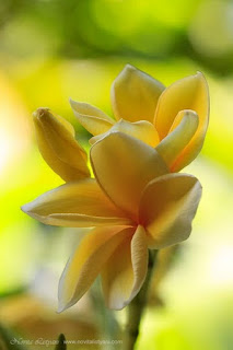 frangipani-de-color-amarillo"
