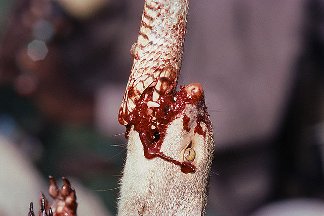 mongoose eating a cobra with a bloody face
