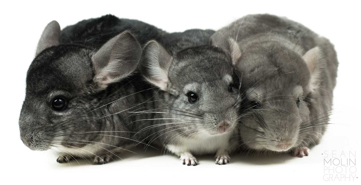 Small Pets That Are Great for Kids Animals and Pets