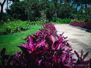 Sweet Red Leaves Of Erpah Garden Plants In The Park At Tangguwisia Village, North Bali, Indonesia