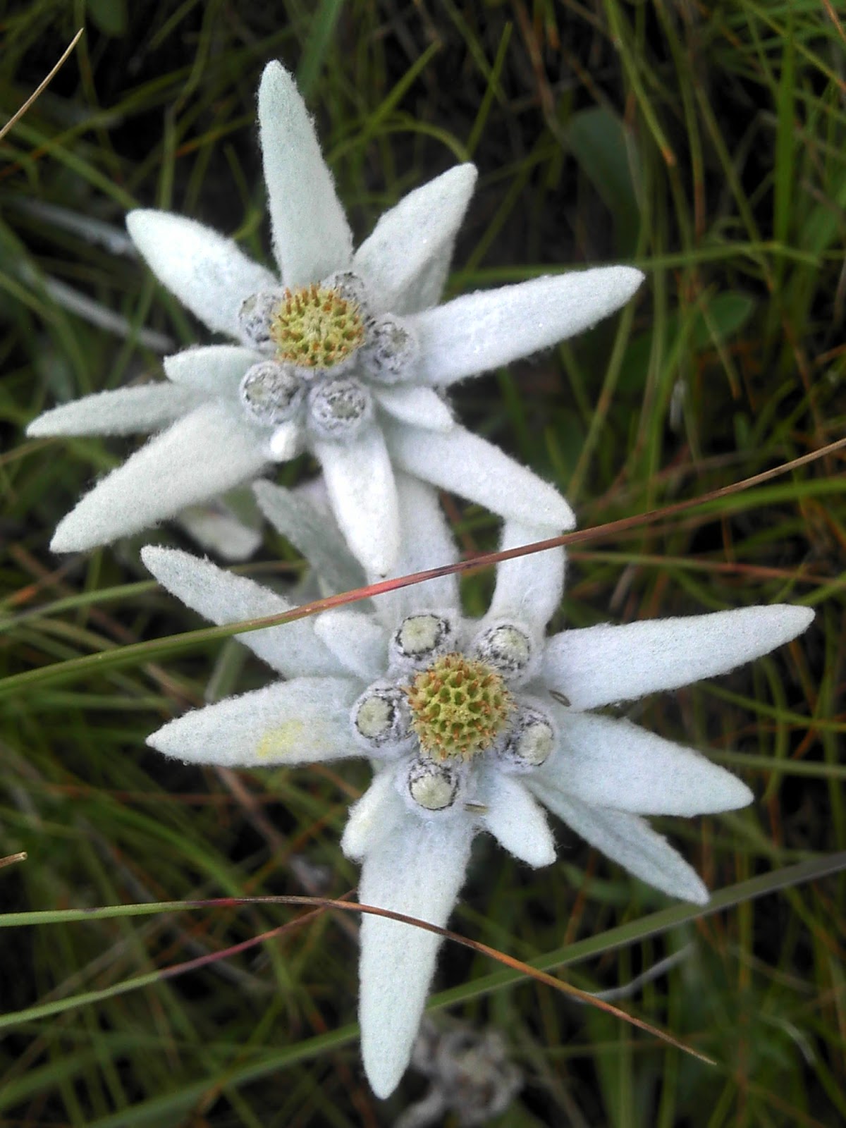 edelweiss flower wallpaper edelweiss flower wallpaper