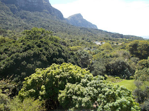 Kirstenbosch  Forest on the slopes of  Table Mountain.