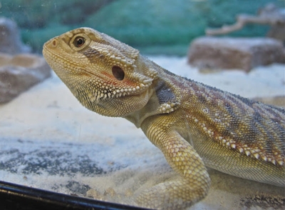 bearded-dragon-training-8.jpg bearded-dragon-training-8.jpg