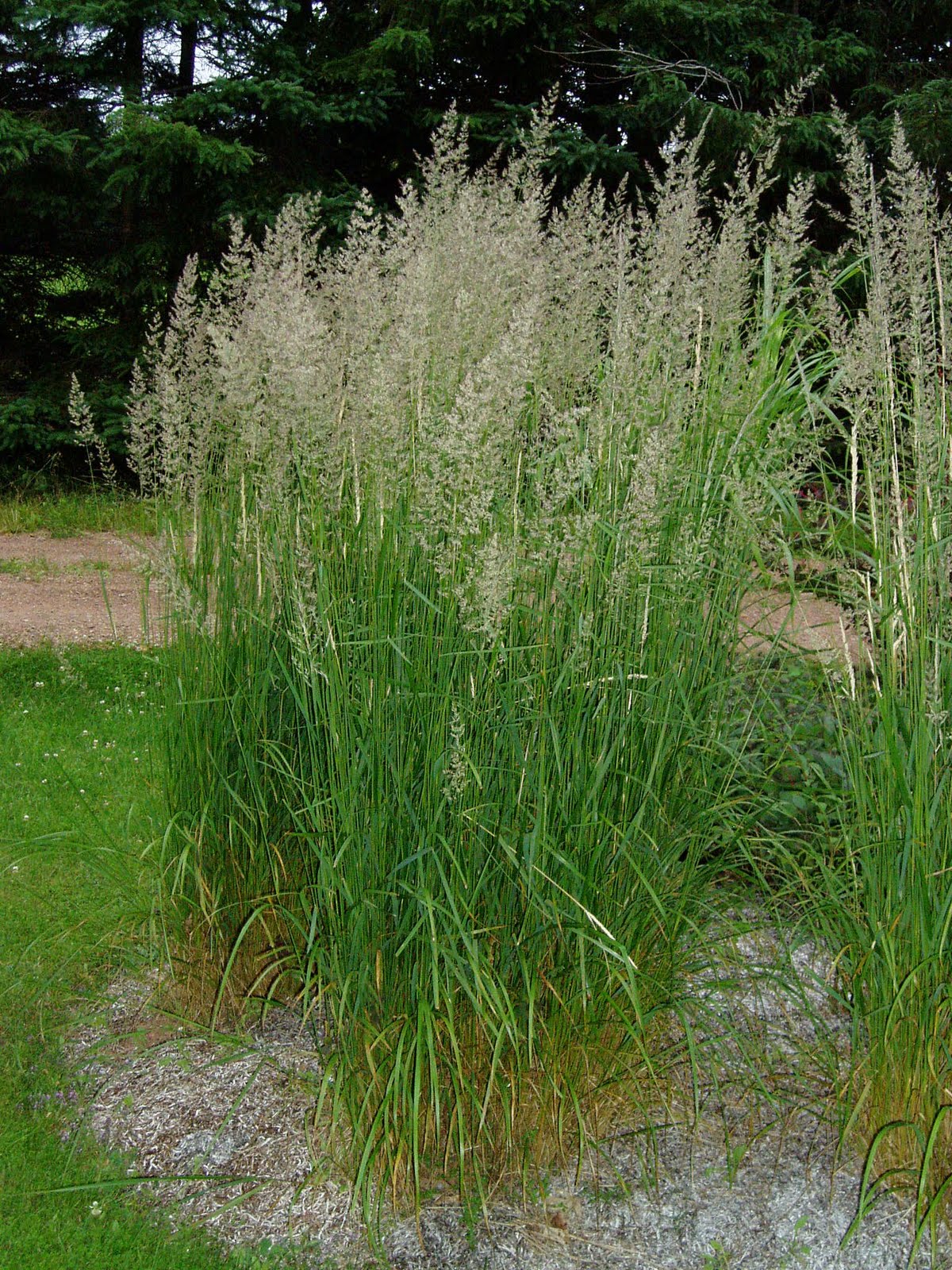 Lovegrass Farm Calamagrostis x acutiflora 'Karl Foerster' at Lovegrass