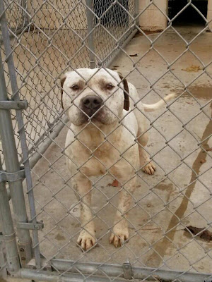 gay dog death sentence