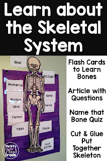Skeletal System | Thrifty in Third Grade