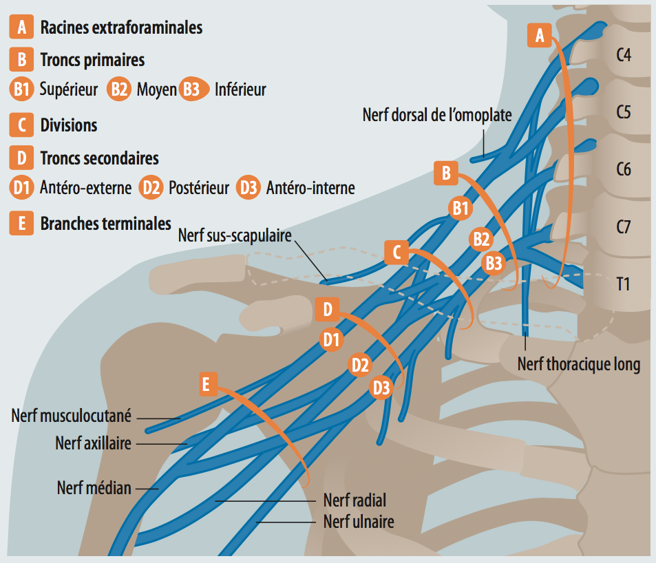 Electroneuromyographie Evaluation ENMG du Plexus Brachial
