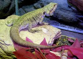 best-temperature-for-bearded-dragon-2.jpg best-temperature-for-bearded-dragon-2.jpg