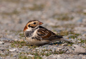 Lapland Bunting, Anglesey