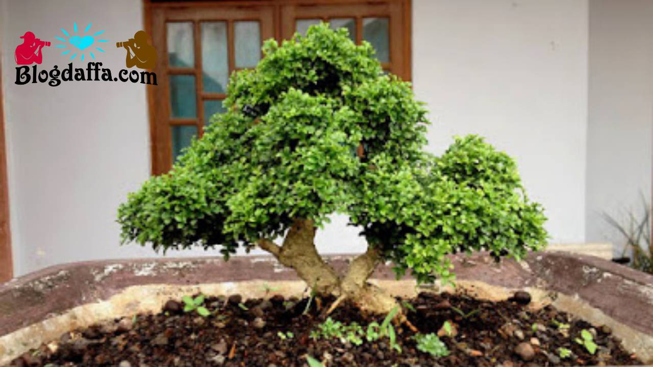 Syarat tumbuh bonsai kemuning Syarat tumbuh bonsai kemuning