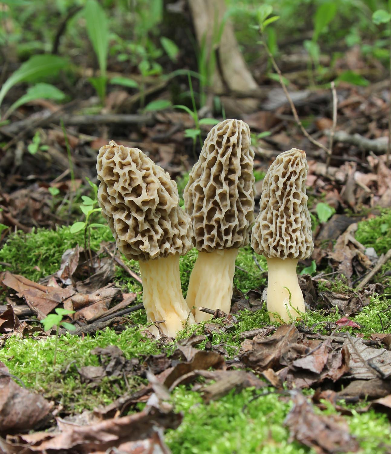 Maple and Mushrooms Morels and Oyster Mushrooms with Dumplings