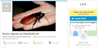 barata gigante madagascar