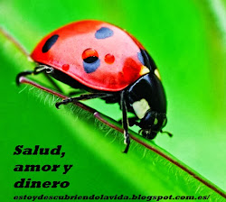 mariquita mariquitas suerte buena significado rojas conozcamos algo mas