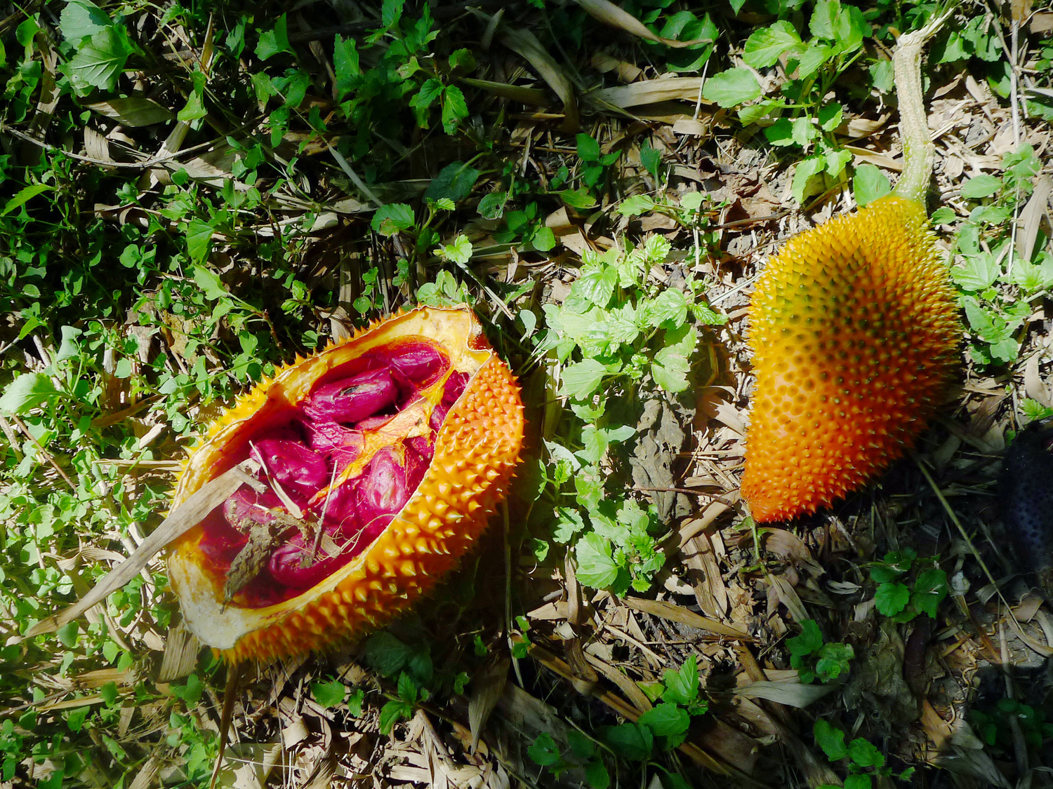 The Rainforest Fruits Of The Rainforest