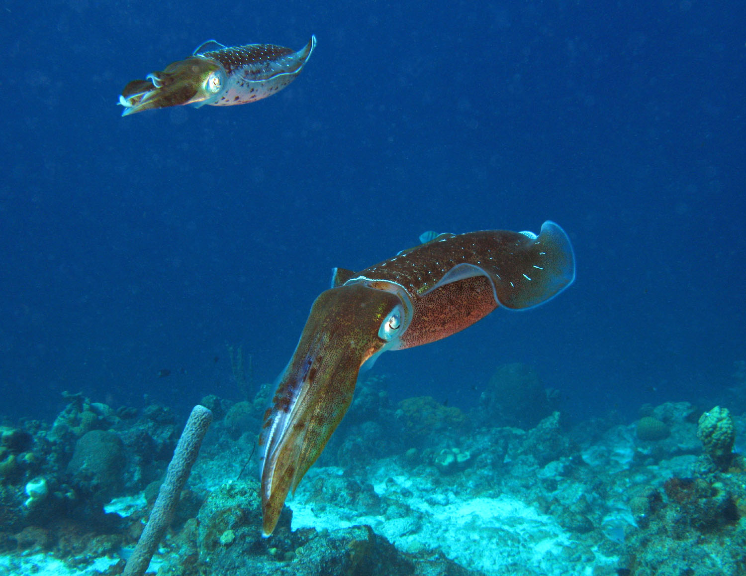 group of squids group of squids
