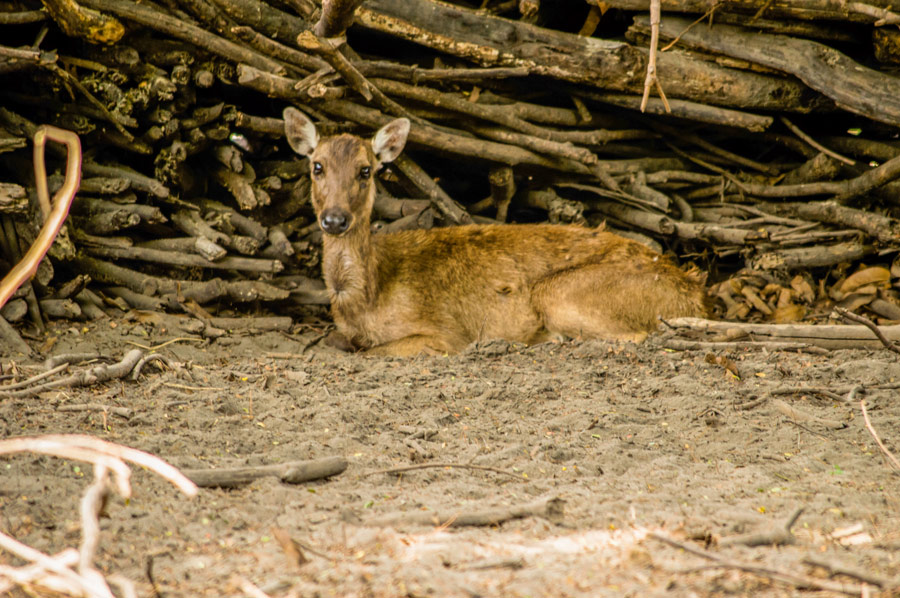 Philippine Brown Deer Brown Deer Botolan Wildlife Farm
