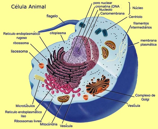 CÉlula Animal Biologia Celular Portal Escola