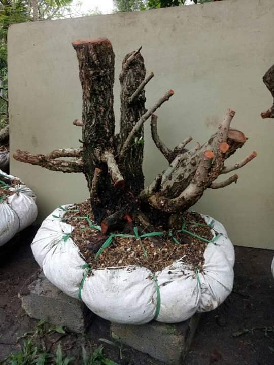 2 Tips Menumbuhkan Santigi Yang Kritis Hampir Mati Oleh Bp Ewok