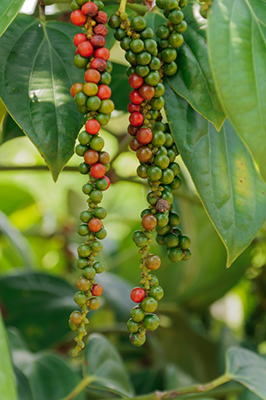 How to Grow Black Pepper, Tips for Growing Black Pepper Plant