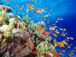 under water underwater coral ocean sea fish reef reefs backgrounds wallpapers barrier fishes snorkeling creatures nature funny gorgeous divers go
