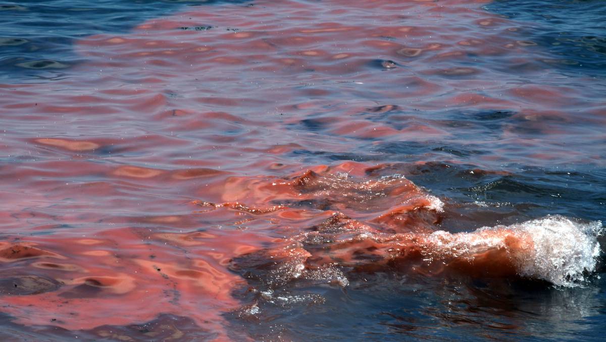 Deformutilation Red Tides and Algae Blooms Part II