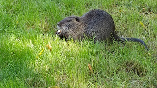 L'avis du Raton : Mouais, ça va