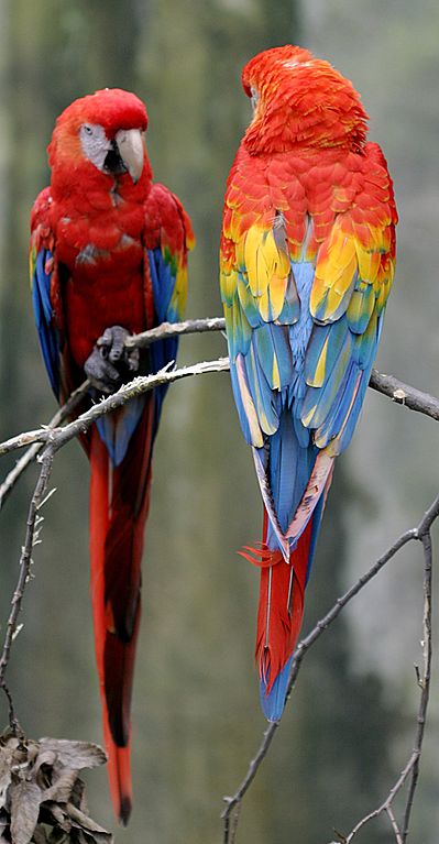 Bird Directory: Scarlet Macaw Parrot Picture