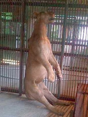 león encontrado ahorcado en su jaula en zoologico maldito
