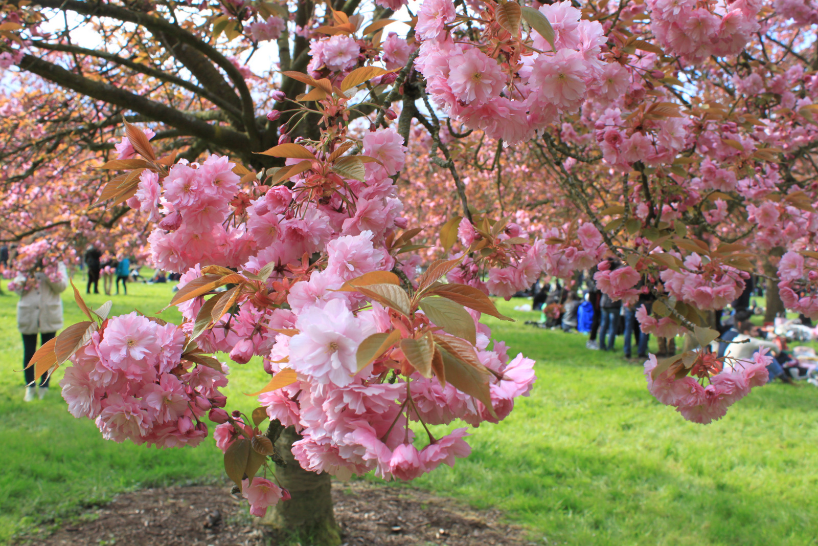 Hanami au Parc de Sceaux