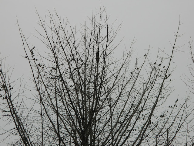 Flocks of birds in Seoul