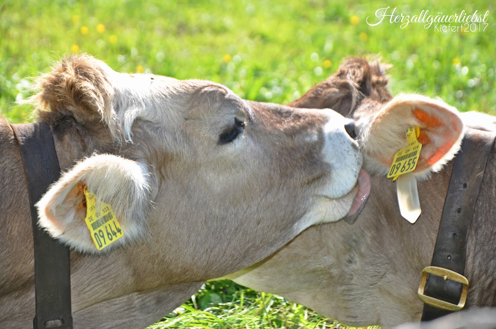 Familienausfluge Mit Kindern Im Allgau 2018
