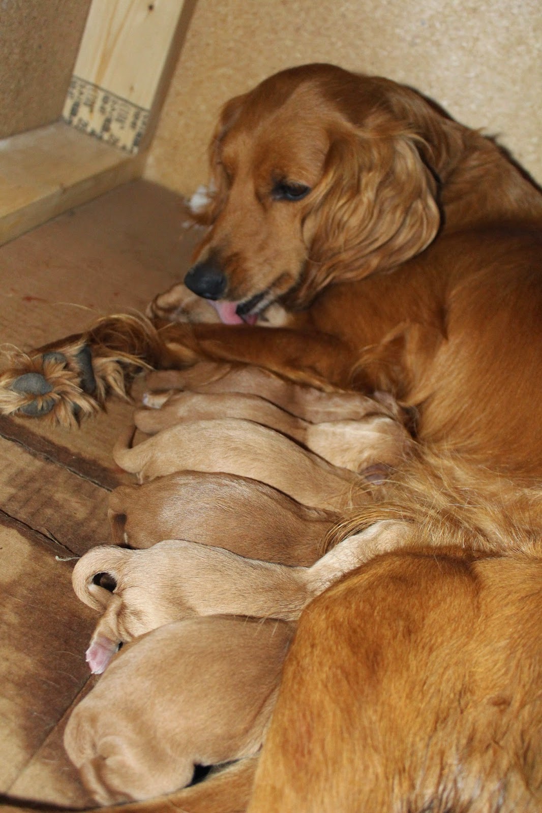 Cavies Doodles And Poo Miniature Golden Retriever Puppies