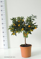 Variedades Citrus fortunella margarita (Kumquat)