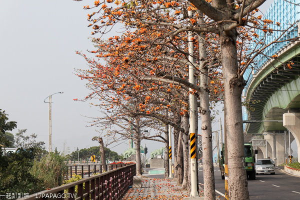 台中東勢|東勢河濱公園|東勢木棉道|自行車人行步道|陽光草坪|休閒好去處