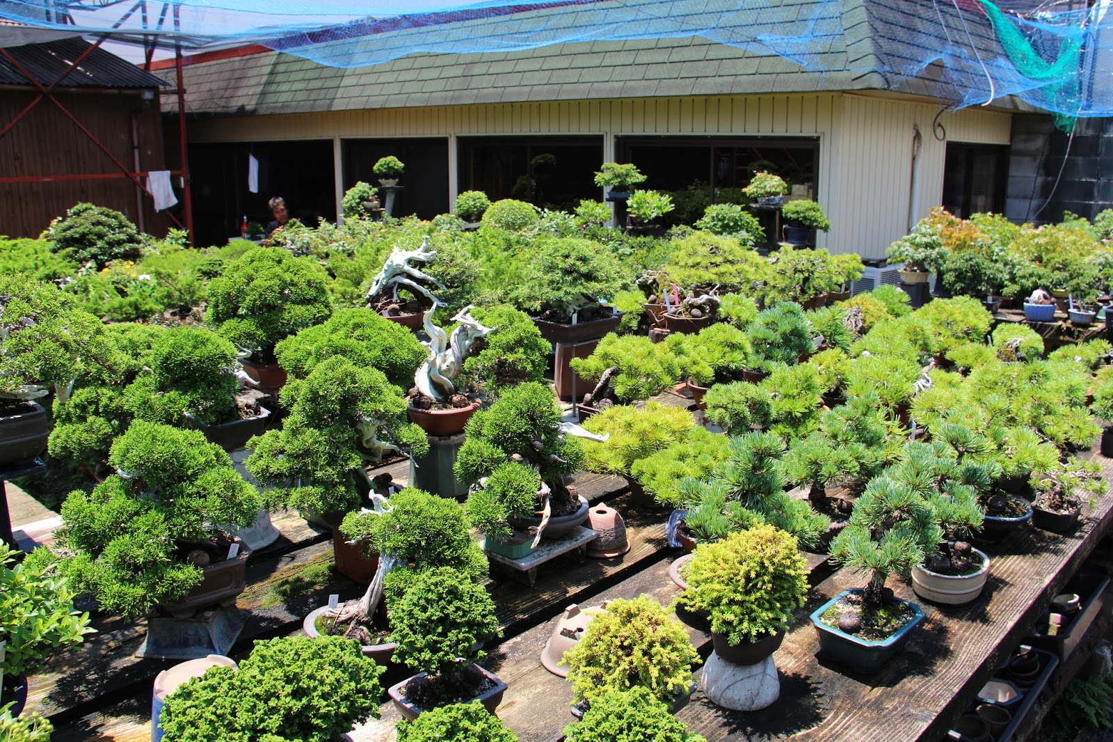 NORDIC NEBARI by Olsen KOJUEN SHOHIN BONSAI NURSERY KYOTO